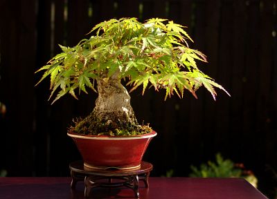 trees, bonsai - related desktop wallpaper