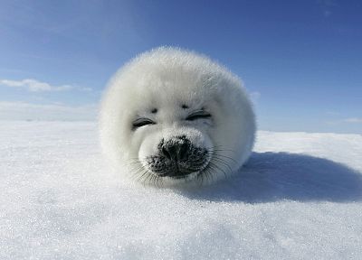 snow, seals, animals - desktop wallpaper