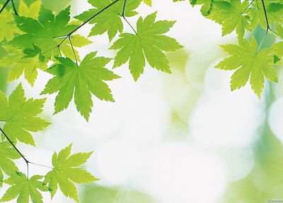 green, nature, leaves, depth of field - related desktop wallpaper