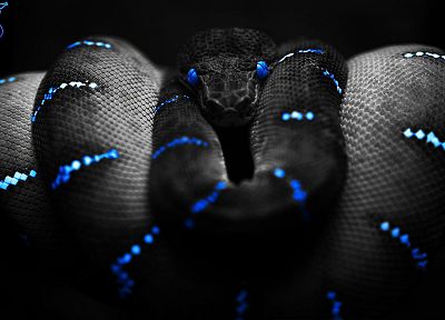 blue eyes, snakes, Razer - desktop wallpaper