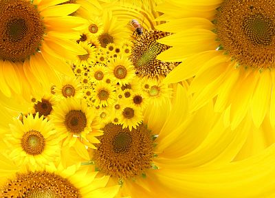 flowers, yellow, sunflowers, yellow flowers - related desktop wallpaper