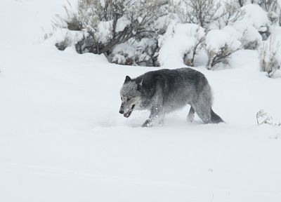 snow, trees, wolves - desktop wallpaper