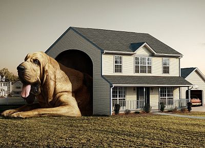 houses, dogs - desktop wallpaper