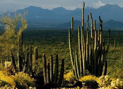 green, Arizona, national, cactus - duplicate desktop wallpaper