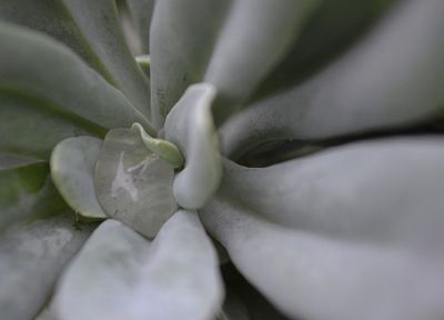 plants, water drops - duplicate desktop wallpaper