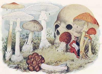 death, mushrooms, toxic - desktop wallpaper