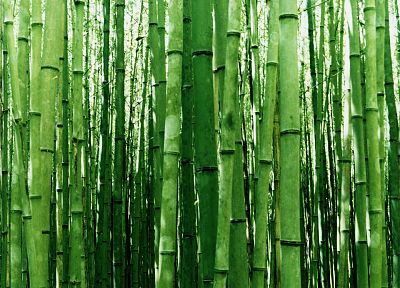 nature, bamboo - random desktop wallpaper