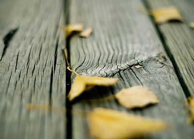 wood, leaves, fallen leaves - random desktop wallpaper