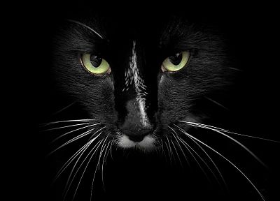 eyes, cats, animals, feline - desktop wallpaper