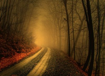 trees, autumn, forests, paths, fog, mist, roads - random desktop wallpaper