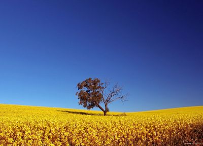 trees, fields, summer, yellow flowers, blue skies - random desktop wallpaper