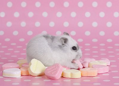 pink, hamsters, hearts, candies - random desktop wallpaper