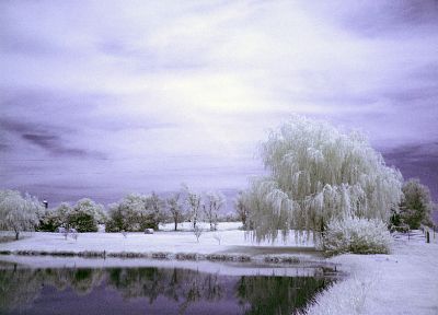 winter, snow, willow - desktop wallpaper
