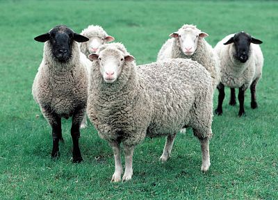 animals, sheep - desktop wallpaper