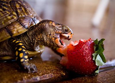 turtles, strawberries, eating - desktop wallpaper