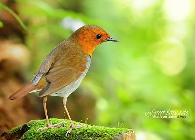 birds, animals, Japanese, robins - desktop wallpaper
