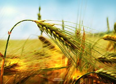 nature, wheat, spikelets - random desktop wallpaper
