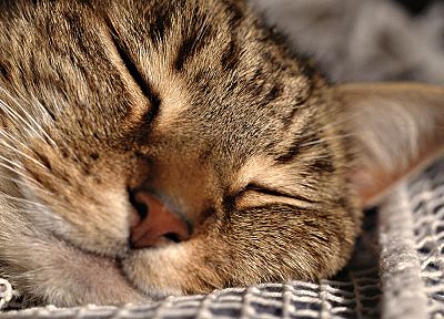 cats, animals, sleeping - related desktop wallpaper