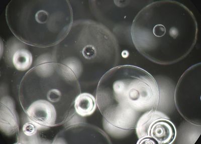 bubbles, grayscale - random desktop wallpaper