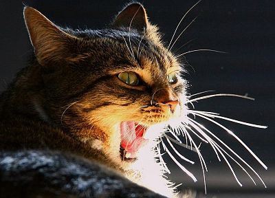 cats, animals, feline - duplicate desktop wallpaper