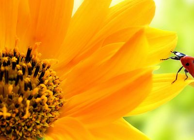 sunflowers, ladybirds - desktop wallpaper