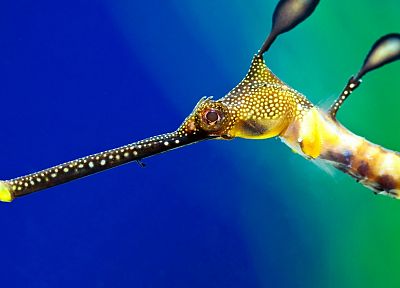 seahorses, Leafy Seadragon - desktop wallpaper