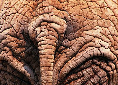 close-up, tails, elephants - random desktop wallpaper