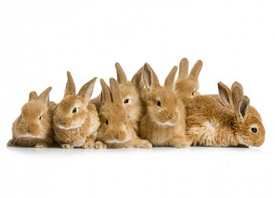 animals, rabbits - random desktop wallpaper