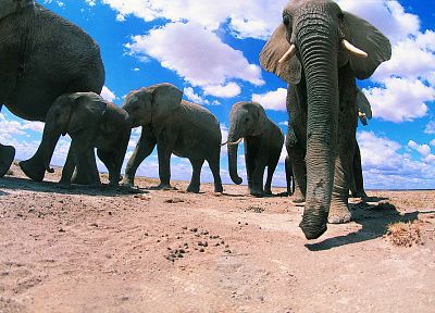 animals, elephants, baby elephant, baby animals - random desktop wallpaper