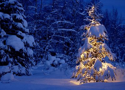 snow, trees, lights - desktop wallpaper