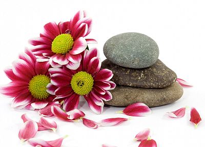 flowers, stones, pebbles - random desktop wallpaper