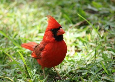 birds, Northern Cardinal - duplicate desktop wallpaper