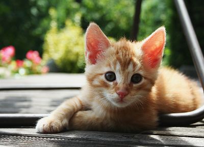 cats, animals, outdoors - desktop wallpaper