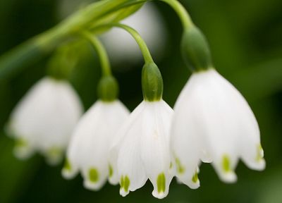 nature, flowers, lily of the valley, white flowers - duplicate desktop wallpaper