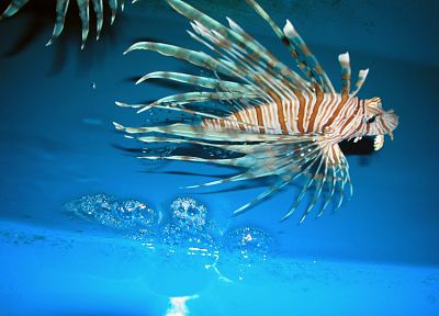 fish, lionfish - related desktop wallpaper