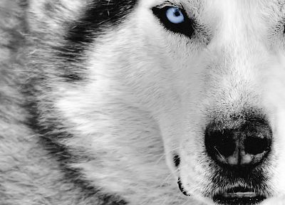 wolves - random desktop wallpaper