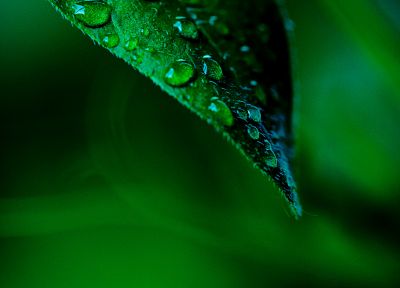 green, close-up, nature, leaves, water drops, macro - desktop wallpaper