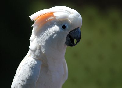 white, birds, animals, parrots - random desktop wallpaper
