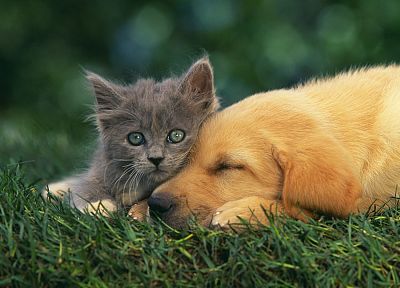 cats, animals, grass, dogs, baby animals - related desktop wallpaper