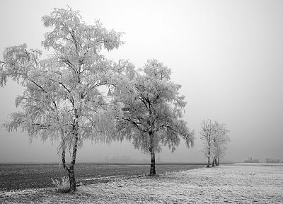 trees, snow landscapes - desktop wallpaper
