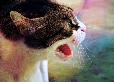 cats, animals - desktop wallpaper