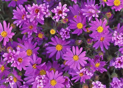 nature, flowers, purple flowers - desktop wallpaper