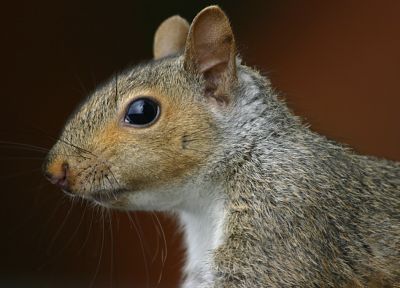 animals, squirrels - desktop wallpaper