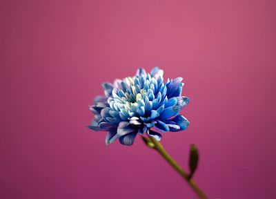 flowers, macro - desktop wallpaper