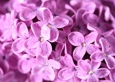 flowers, macro, lilac, pink flowers - random desktop wallpaper