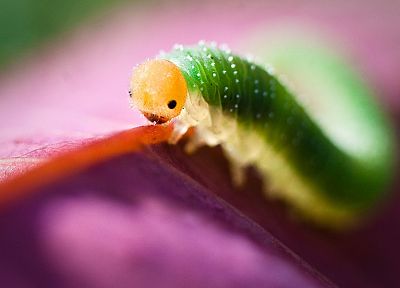 multicolor, insects, caterpillars, macro - desktop wallpaper