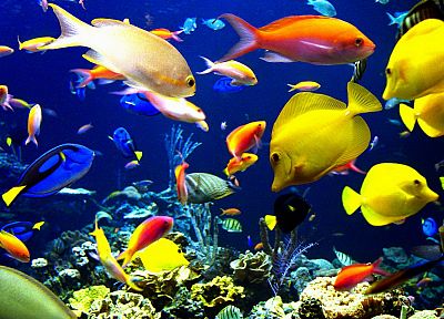 animals, fish - related desktop wallpaper