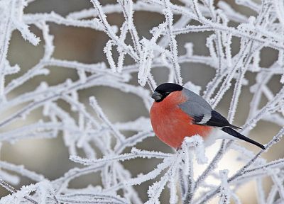 winter, birds, bullfinch - random desktop wallpaper