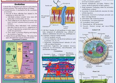 science, Biology, infographics - random desktop wallpaper