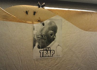 fly, trap - desktop wallpaper